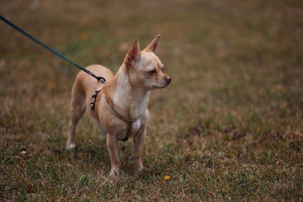 Optimale Ernährung für Papageien: Tipps zur Unterstützung einer gesunden Verdauung